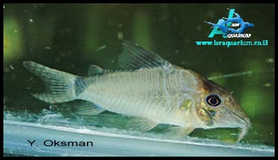 Corydoras simulatus